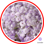 HOLIDAY SPECIAL GYPS PA LAVENDER 1000G 80CM - Sõbrapäev/Valentine’s Day 2025