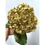 HYDR. HORTENSIA PREMIUM TINTED X-MAS - Gold Treasure 60CM (EC)*5