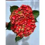 HYDR. HORTENSIA PREMIUM TINTED X-MAS - Traditional Christmas 60CM (EC)*5