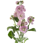 SPRAY MATTHIOLA LEVKOI STOCK PINK TESSA 60CM 10ST