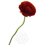 EC Ranunculus Cioccolato 50cm