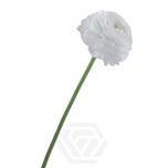 EC Ranunculus Bianco 45cm