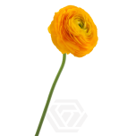 EC Ranunculus Giallo 40cm