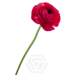 EC Ranunculus Hot Pink 45cm