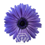 EC Anemone Levante Blue 30cm