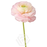 EC Ranunculus Pastello 45cm