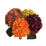 HYDR. HORTENSIA PREMIUM FALL TINTED MIX (Pumpkin orange/Dark orange/Terracotta/Yellow) 60CM (EC)*1