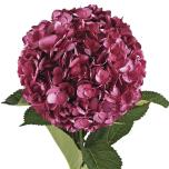 HYDR. HORTENSIA PREMIUM PAINTED BURGUNDY 60CM (EC)*5