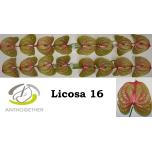 Anthurium Flamingolill Licosa 312