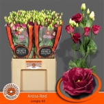 Eustoma Preeriakell Arosa Red 60cm