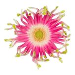 Gerbera KV Femke*10