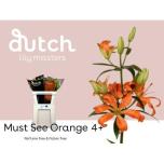 Lilium Liilia AS Must See 65cm