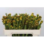 Cape green Tortum female Yellow 50cm