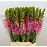 Antirrhinum Lõvilõug Pink Dark 80cm