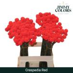 Craspedia Kerajas Varblill paint Red 60cm