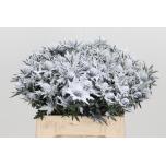 Eryngium Ogaputk paint Snowy 40cm