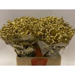 Hypericum Naistepuna paint Gold 60cm