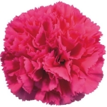 Dianthus Nelk ST Bizet*20