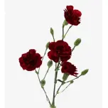 Dianthus Nelk SP Burgundy Chateau*10