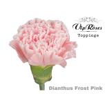 Dianthus Nelk ST paint Frost Pink*20