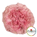 Dianthus Nelk ST LEGE PINK (Funza CO)*20