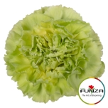 Dianthus Nelk ST GREEN MARTY (Funza CO)*20