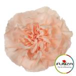 Dianthus Nelk ST PEACH NOVIA (Funza CO)*20