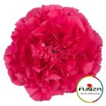 Dianthus Nelk ST OVIEDO (Funza CO)*20