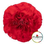 Dianthus Nelk ST SOHO RED (Funza CO)*20