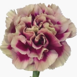 Dianthus Nelk ST Hurricane*20