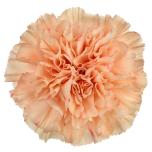 Dianthus Nelk ST Peach Wonder*20