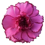 Dianthus Nelk ST Royal Damascus*20