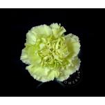 Dianthus Nelk ST Voragine Green (Aposentos COL)*20