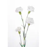 Dianthus Nelk SP White Artic*10