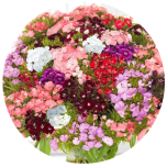 Dianthus Nelk BR Assorted (La Gaitana COL)*20