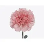 Dianthus Nelk ST Big One*20