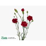 Dianthus Nelk SP Brunello*10