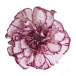 Dianthus Nelk ST Damascus*20