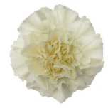 Dianthus Nelk ST Diletta Crema*20