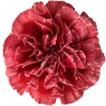 Dianthus Nelk ST Fabulous*20