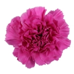 Dianthus Nelk ST Farida*20