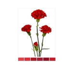 Dianthus Nelk SP Red Dracula (La Gaitana COL)*20