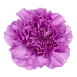 Dianthus Nelk ST Moonlite 50cm*20