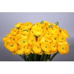 Ranunculus Tulikas Clooney Omega	