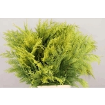 Conifer yellow 50cm (pk)