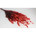 Dried Ruscus Itaalia Red 70cm (pk)