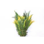 Conifer mix 55cm (pk)