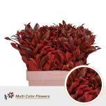 Laurus paint Red 60cm tk