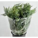 Conifer 60cm (pk)