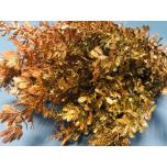 Mimosa Mimoos Acacia Luxury Copper 60cm (pk)